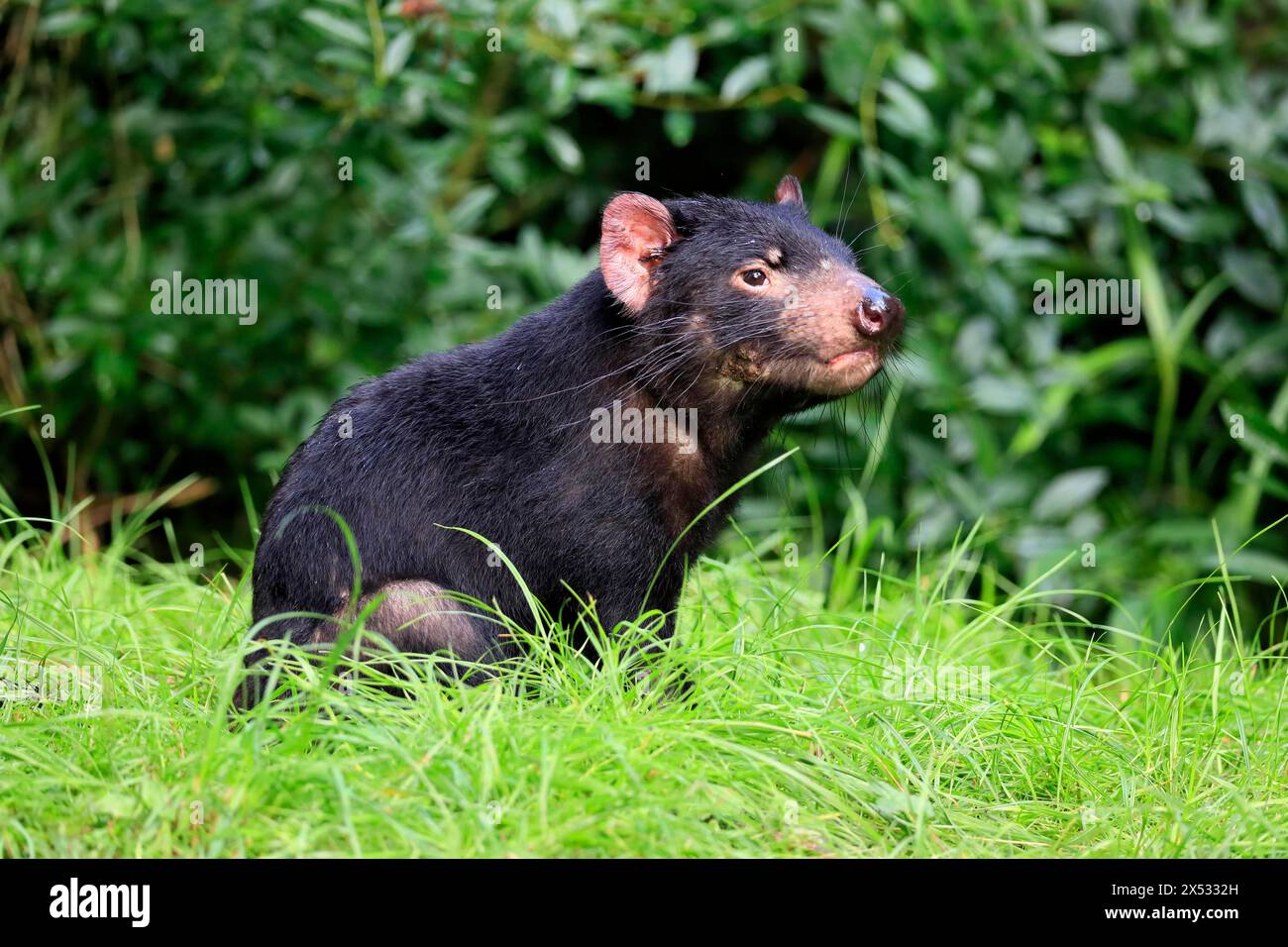 Tasmanischer Teufel (Sarcophilus harrisii), Erwachsene, wachsam, Gefangener, Tasmanien, Australien Stockfoto