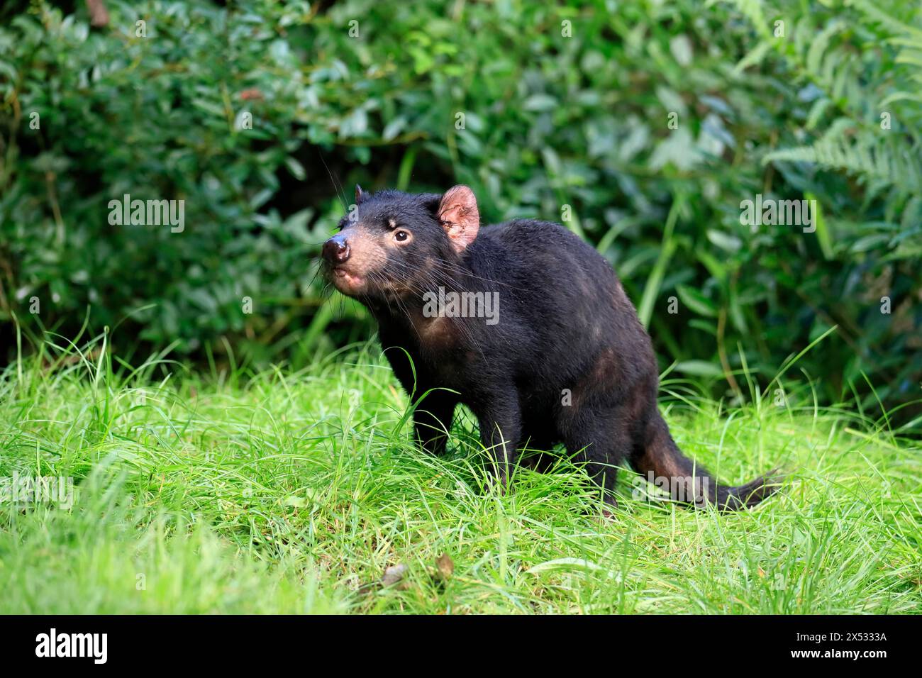 Tasmanischer Teufel (Sarcophilus harrisii), erwachsen, wachsam, laufend, gefangen, Tasmanien, Australien Stockfoto