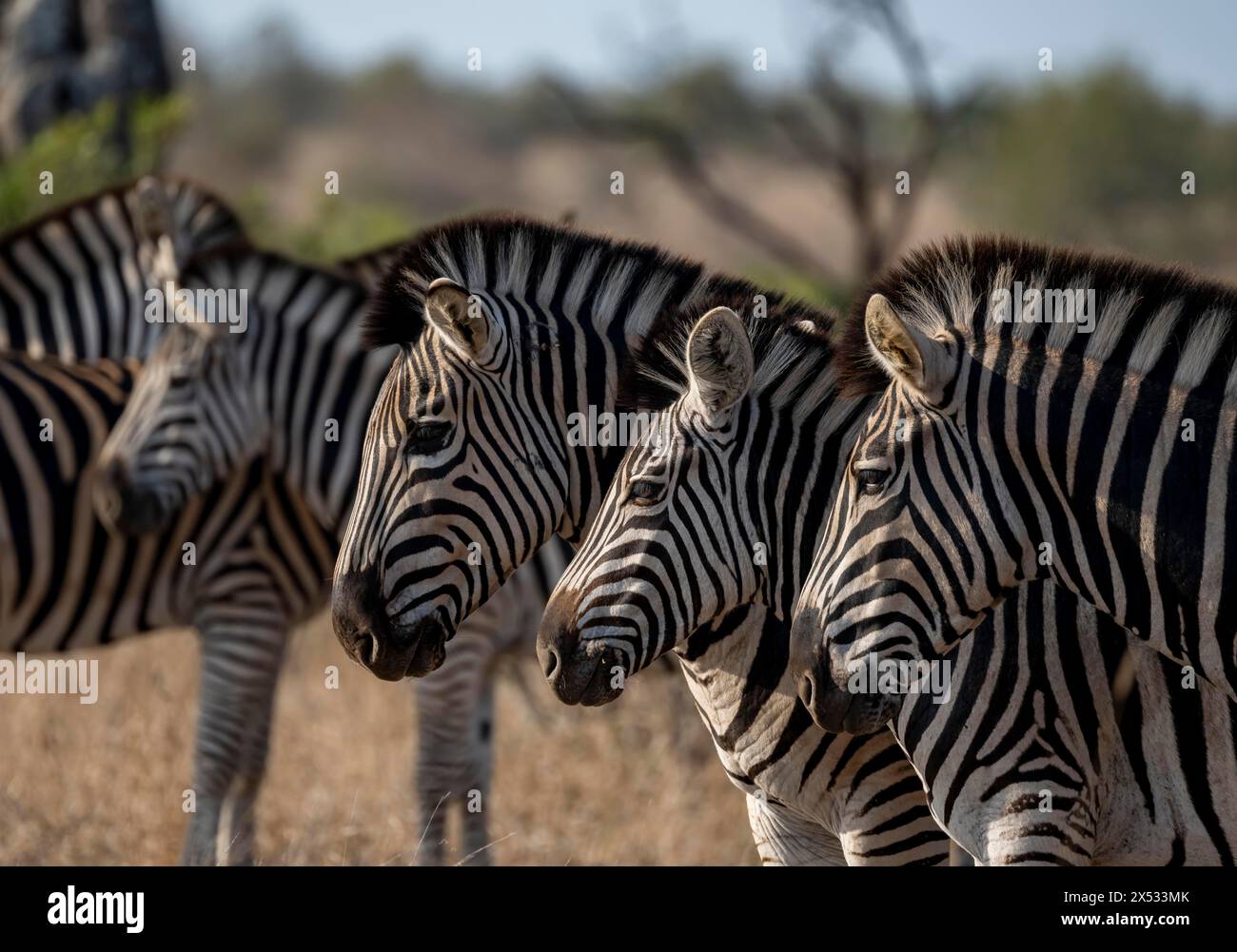 Plains Zebra (Equus Quagga), Tierporträts einer Gruppe, Kruger-Nationalpark, Südafrika Stockfoto
