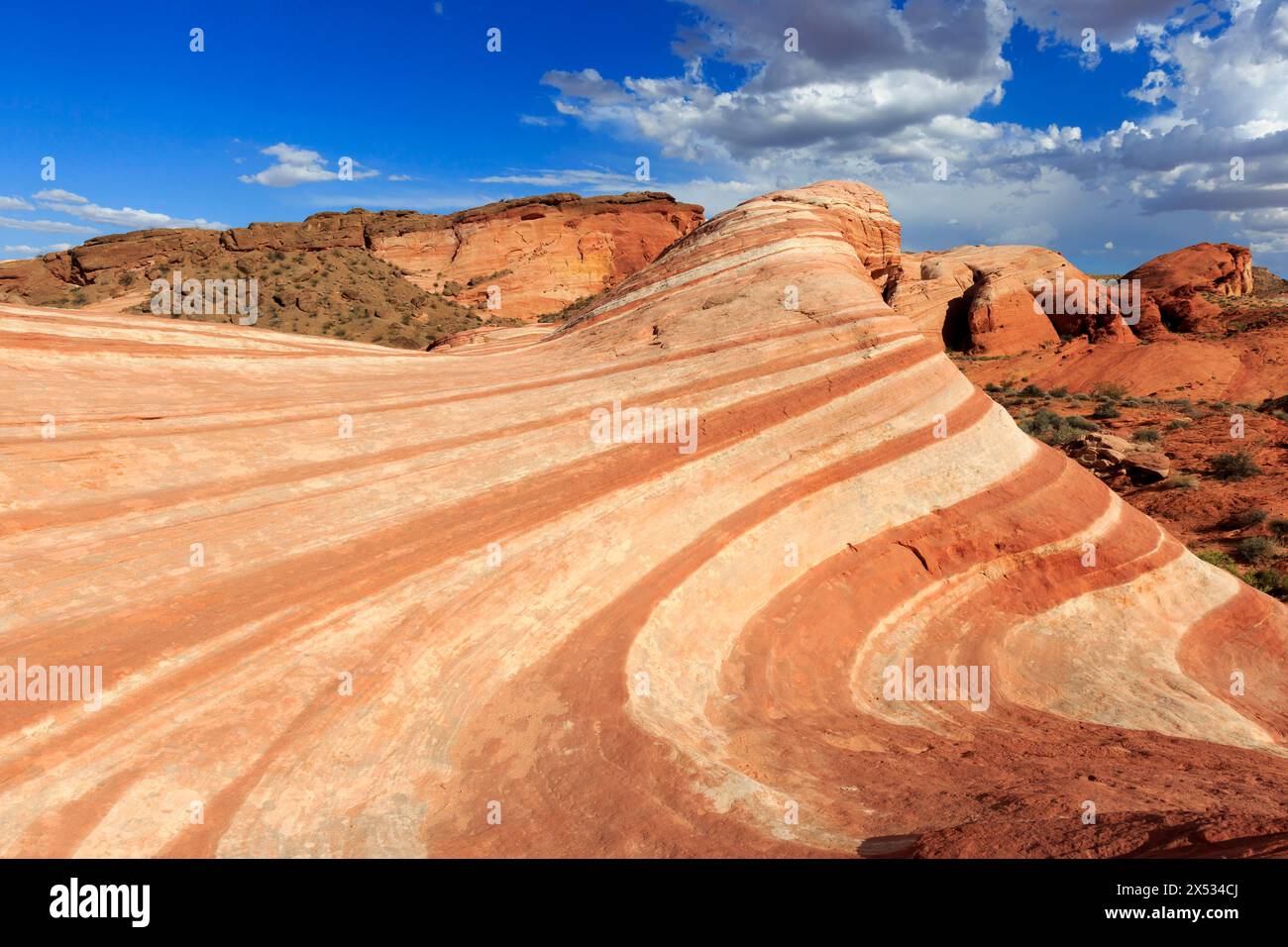 Das Bild zeigt eine beeindruckende Wüstenlandschaft mit hügeligen roten Felsen unter blauem Himmel, Valley of Fire, Moapa Valley, Fire Wave, Nordamerika, USA Stockfoto