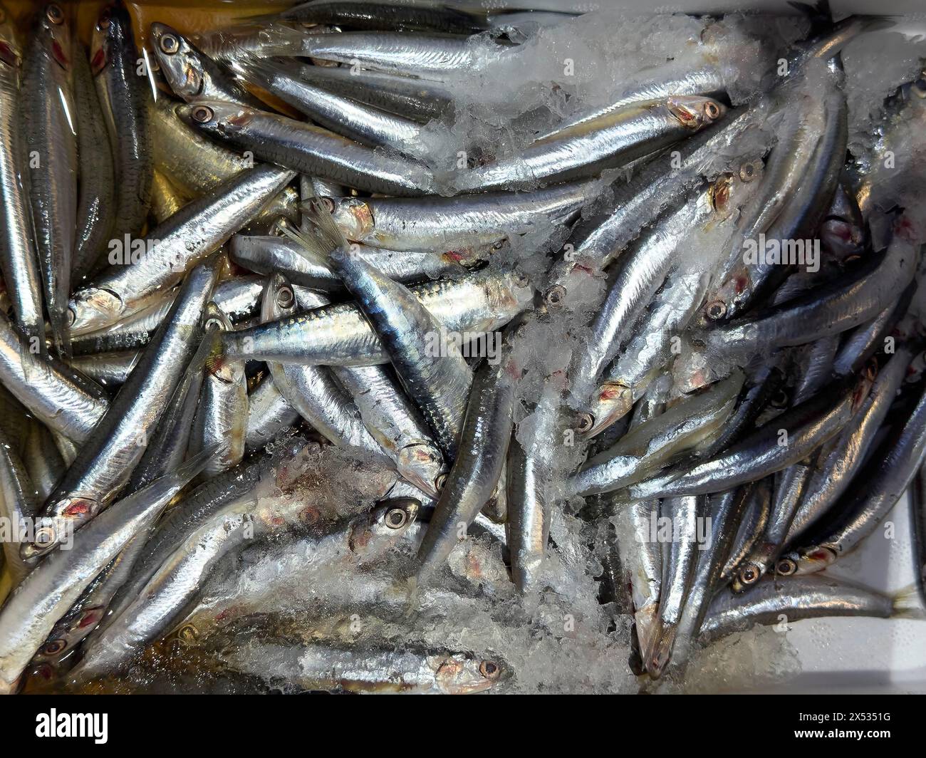 Anzeige von Fisch Gefangener ganzer Fisch Vollfisch frischer Fisch Europäische Sardellen (Engraulis encrasicolus) auf Eis in gekühlter Theke mit Fisch Stockfoto