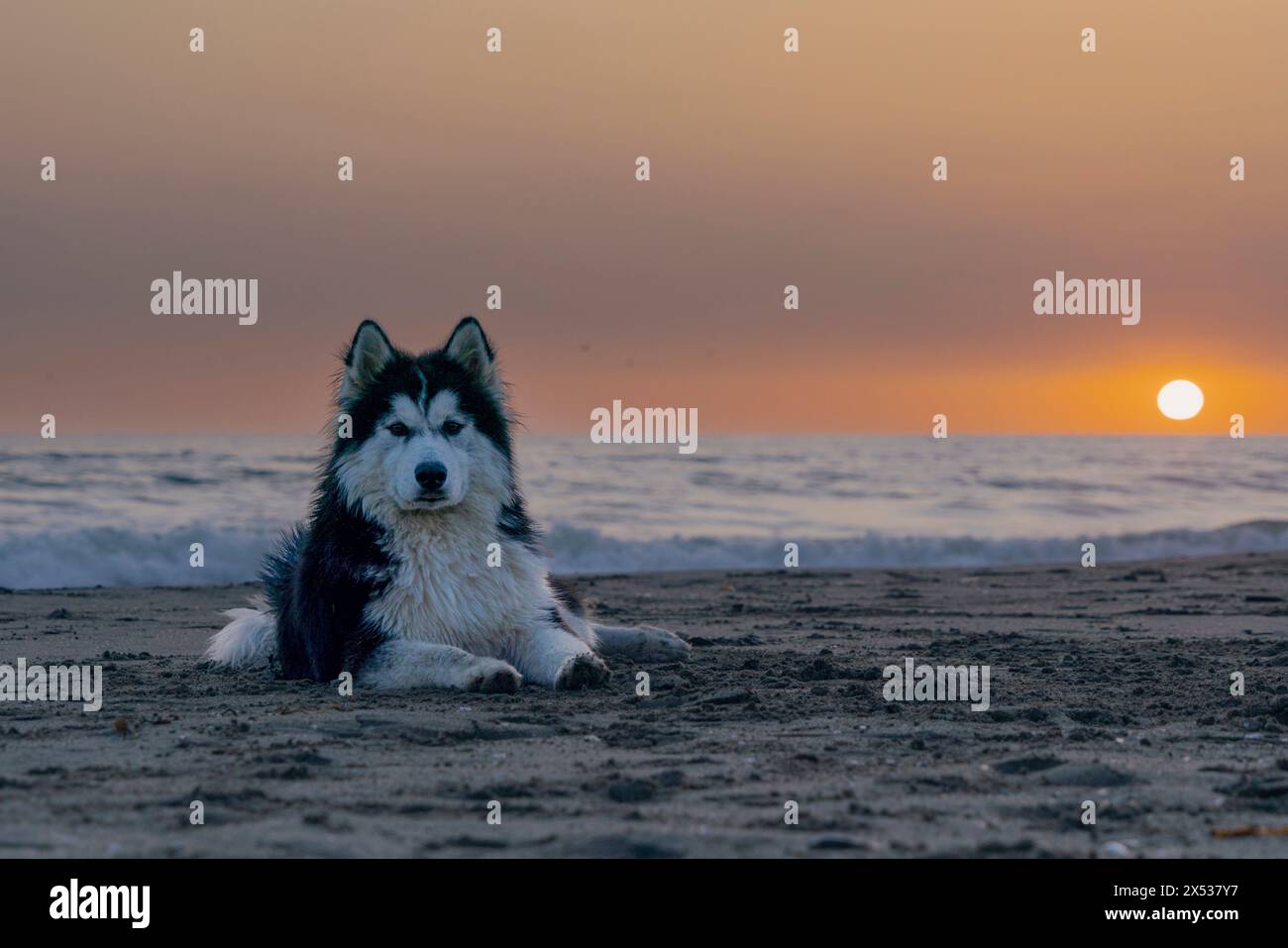 Unter dem sanften Licht des Winterlichts steht der Alaskan Malamute mit ruhiger würde. Sein dicker, mehrschichtiger Mantel erzählt Geschichten über vereiste Pfade und den Norden Stockfoto