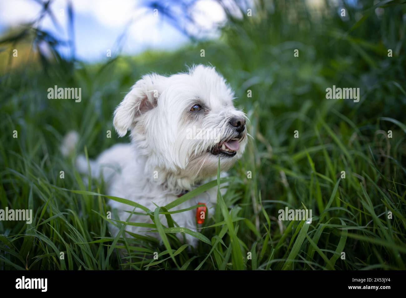 Ein Hund, der den Frühling genießt Stockfoto