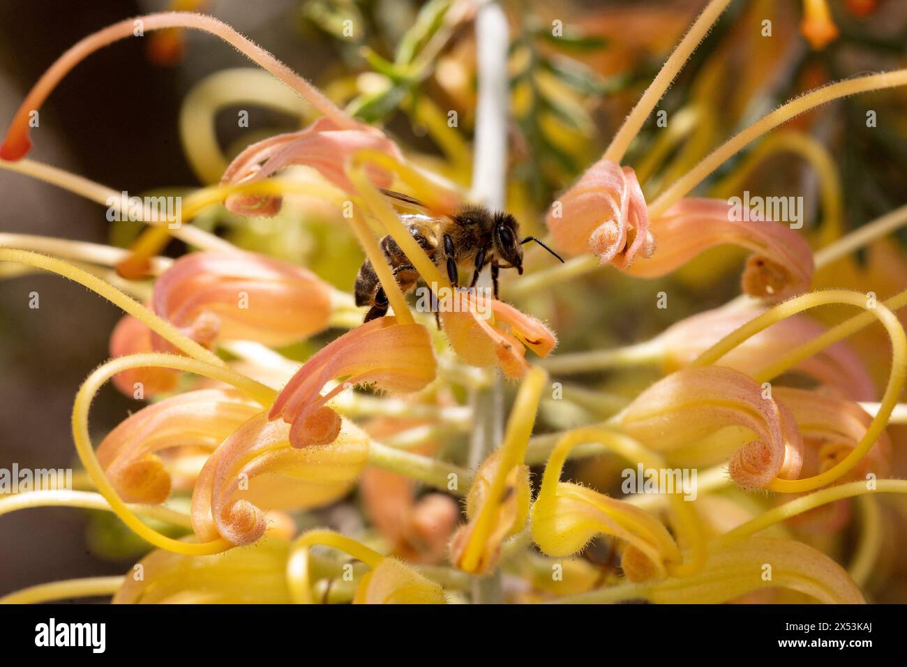 Grevillea sp. (Spinnenblumen), australische Pflanze Stockfoto