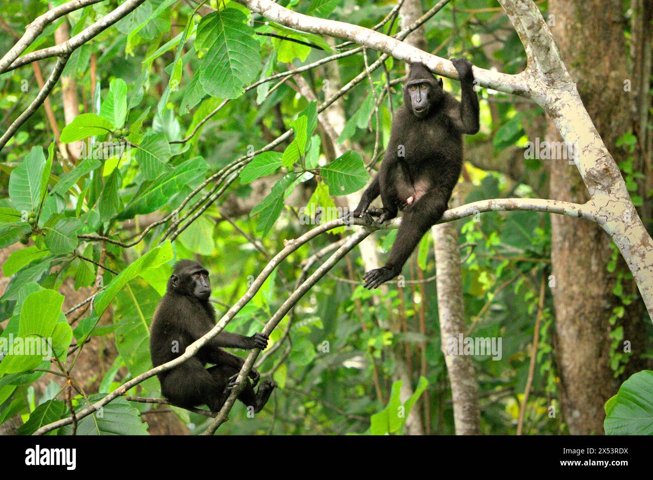 Junge Haubenmakaken (Macaca nigra) sitzen auf Ästen im Tangkoko-Wald, Nord-Sulawesi, Indonesien. Der Klimawandel ist einer der wichtigsten Faktoren, die die biologische Vielfalt weltweit mit alarmierender Geschwindigkeit beeinflussen, so ein Team von Wissenschaftlern unter der Leitung von Antonio acini Vasquez-Aguilar in ihrem Artikel vom März 2024 in environ Monit Assete. Die International Union for Conservation of Nature (IUCN) sagt auch, dass steigende Temperaturen zu ökologischen, verhaltensbezogenen und physiologischen Veränderungen der Tierarten und der Artenvielfalt geführt haben. Derzeit haben etwa ein Viertel der Primaten Temperaturen über... Stockfoto