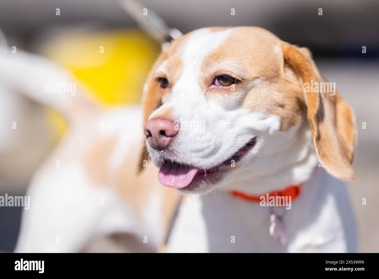 Außenporträt eines wunderschönen Beagle-Hundes. Beagle-Hundeporträt an einem sonnigen Sommertag. Nahaufnahme Porträt eines reinrassigen Beagle-Hundes auf dem Steinpflaster Stockfoto