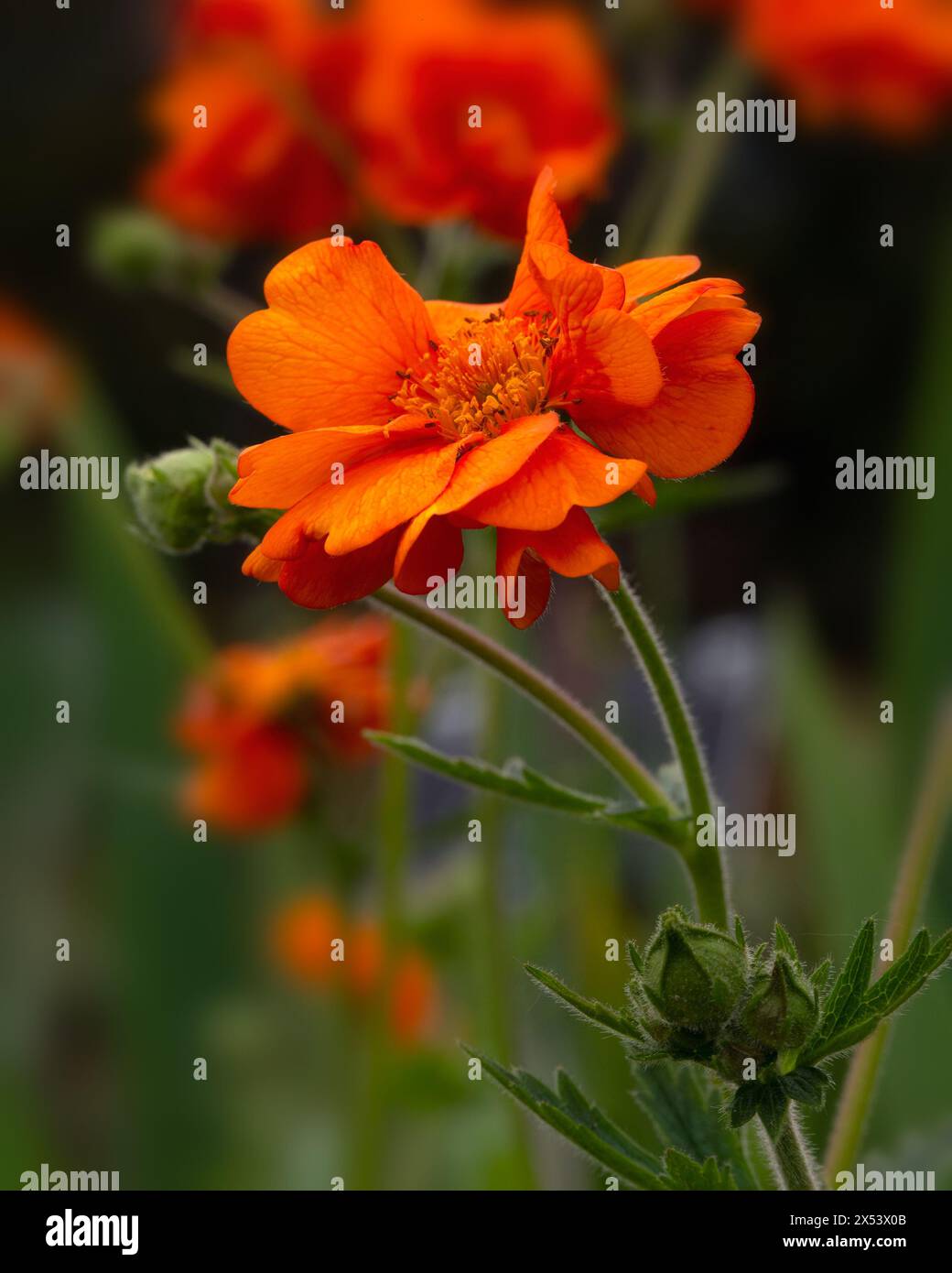 Nahaufnahme der Blumen von Geum 'Dolly North' in einem Garten im Frühsommer Stockfoto