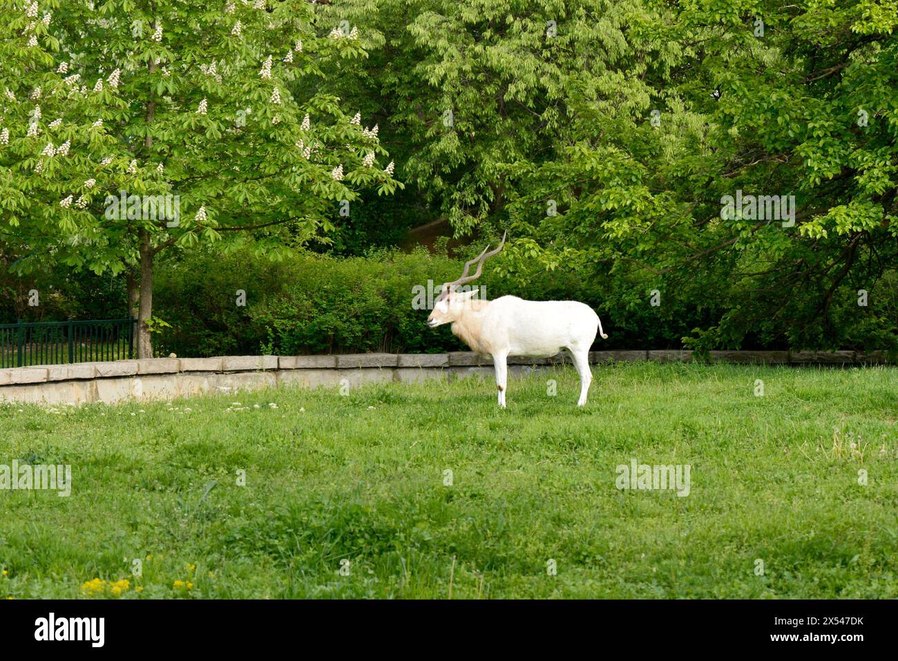 Addax Weiße Antilope oder Drehhornantilope Addax nasomaculatus bedrohte Antilopenarten im Zoo von Sofia, Sofia Bulgarien, Osteuropa Stockfoto