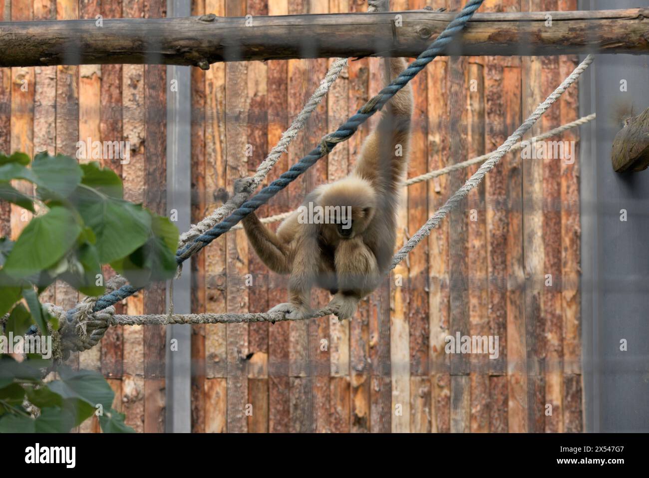Weißhandgibbon Gibbon Hylobates lar gefährdete Primaten in seinem Gefangenengehege im Zoo von Sofia, Sofia Bulgarien, Osteuropa, Balkan Stockfoto