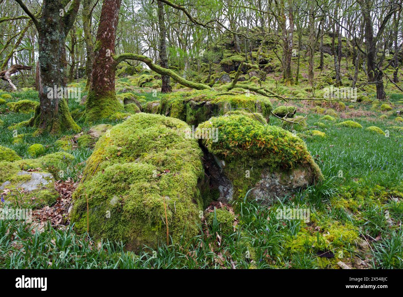 Dieser keltische Regenwald im Llugwy Valley (Snowdonia) ist reich an Bryophyten wie Rhytidiadelphus loreus und Thuidium tamariscinum. Stockfoto