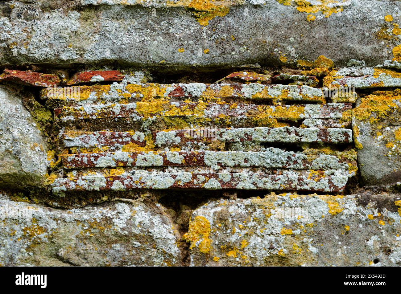 Alte Terrakottafliesen in einer Steinmauer in Herstmonceux, East Sussex, England, mit Flechten bedeckt. Stockfoto