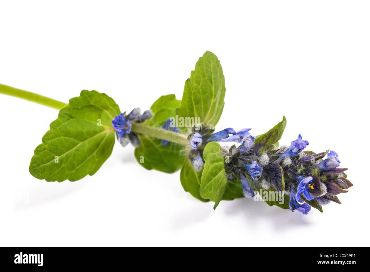 Gewöhnliche Bugelblume isoliert auf weiß Stockfoto