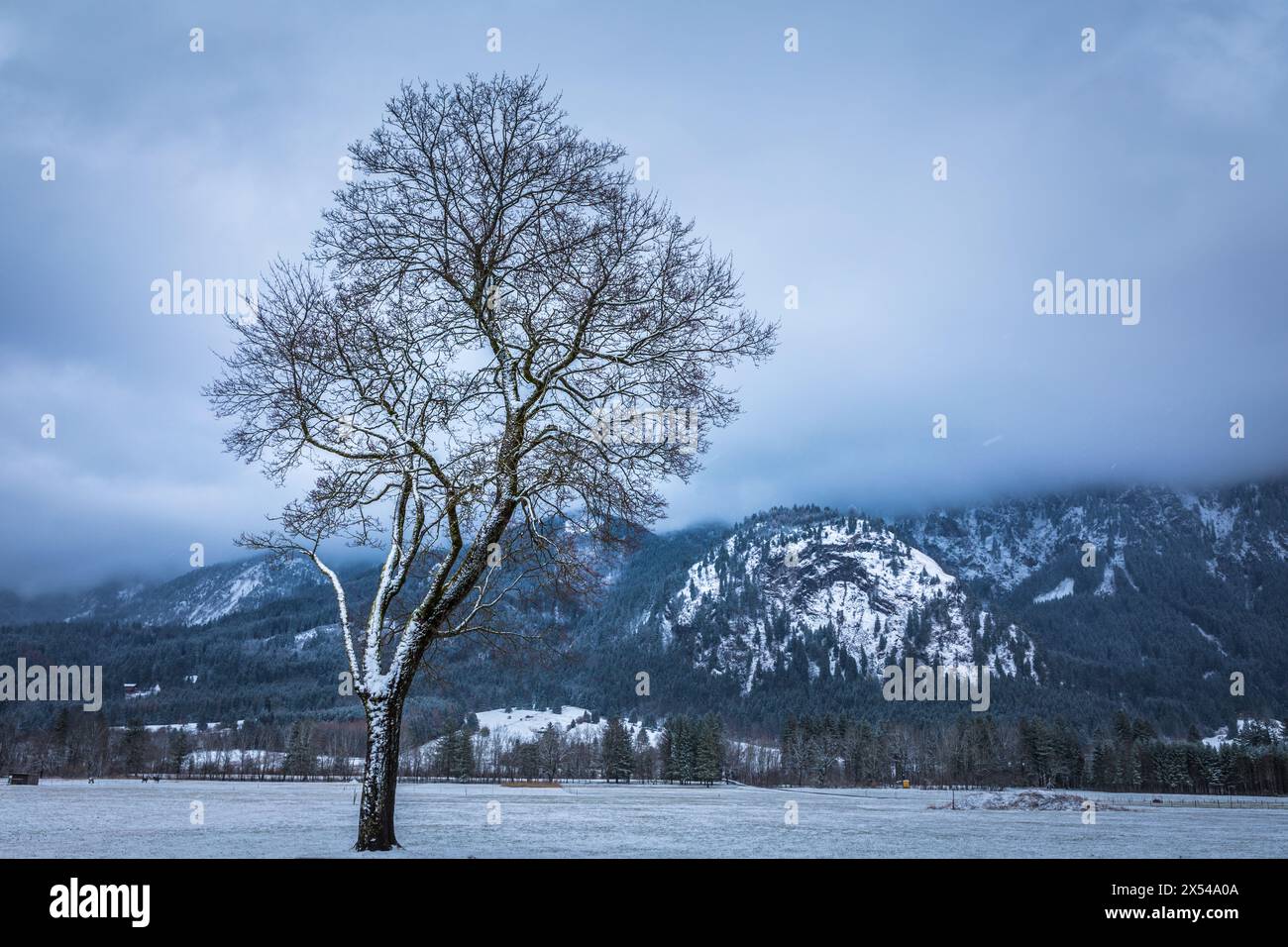 Geographie / Reise, Deutschland, Bayern, Füssen, winterlicher Baum bei Schloss Neuschwanstein, Schwangau, ADDITIONAL-RIGHTS-CLEARANCE-INFO-NOT-AVAILABLE Stockfoto