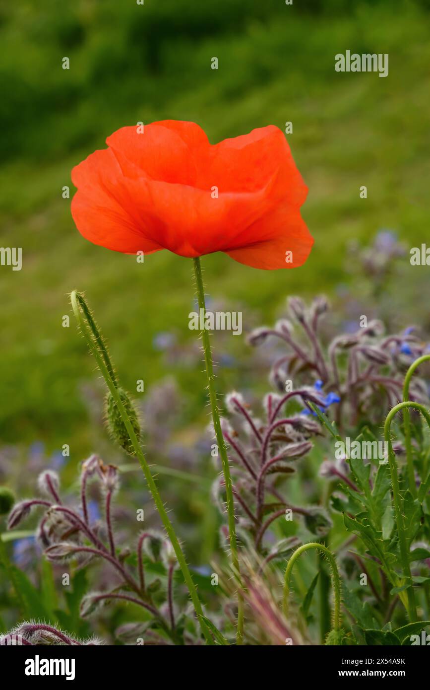 Rote Mohnblume auf einer grünen Wiese Stockfoto
