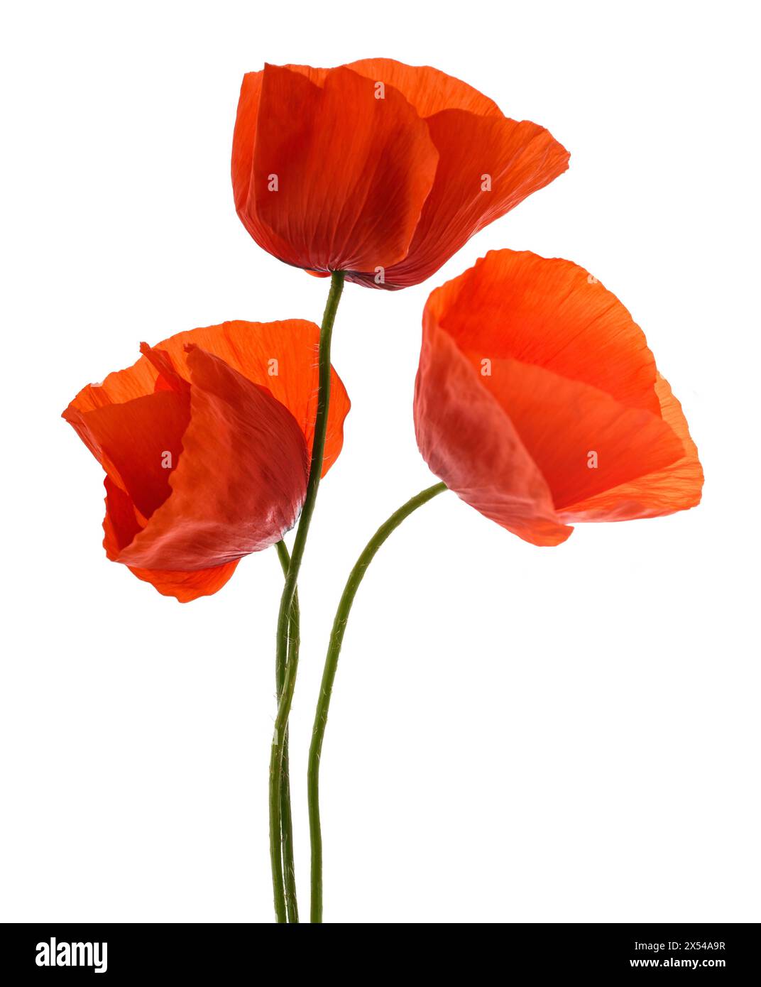 Roter Mohn Blumen auf weißem Hintergrund Stockfoto