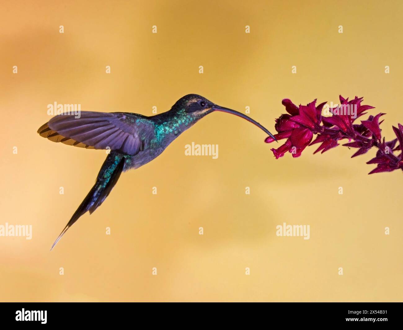 Weiblicher grüner Einsiedler Kolibri, der von Blumen ernährt wird Stockfoto