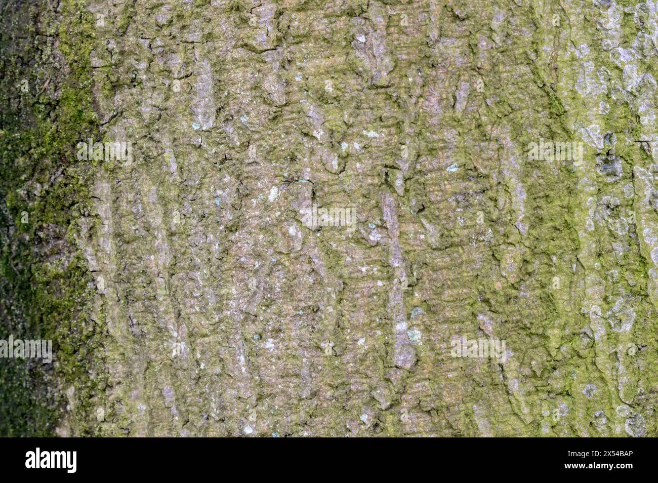 Nahaufnahme der Rinde Eines Fagus Sylvatica Baumes in Amsterdam, Niederlande 4-4-2024 Stockfoto