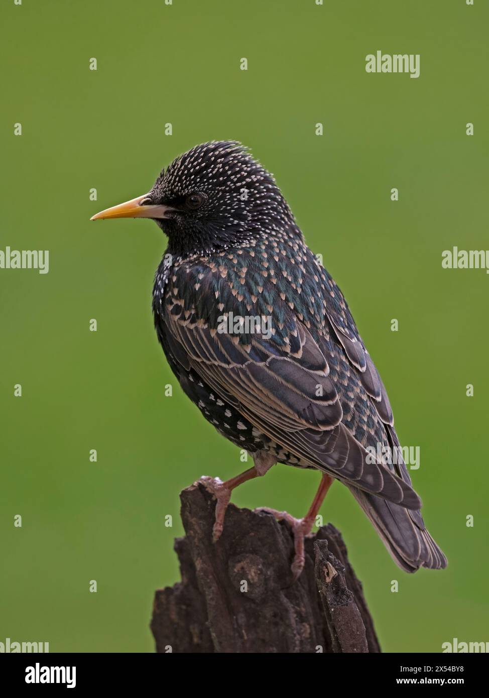 Common Starling gehockt Stockfoto