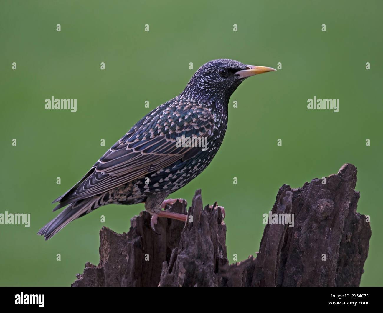 Common Starling gehockt Stockfoto