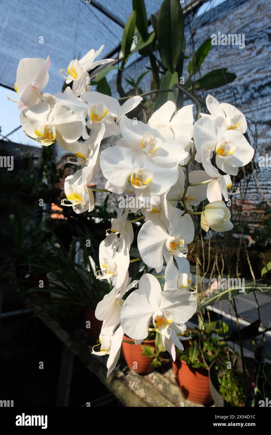 Schöne Weiße Orchideenblume - Elegante Phalaenopsis Für Haus- Und Gartendekoration Stockfoto