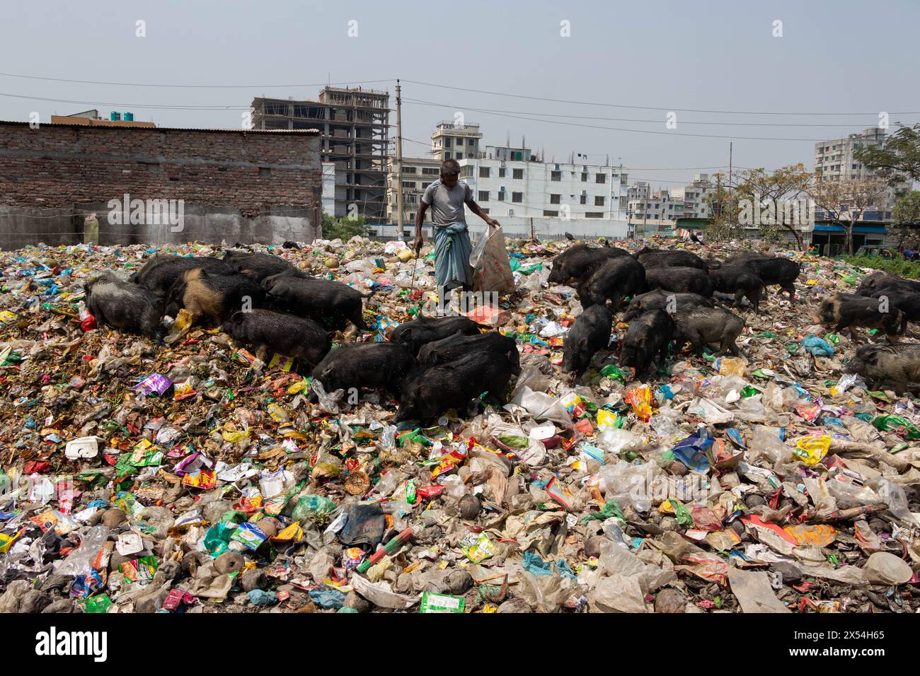 Narayanganj, Dhaka, Bangladesch. Mai 2024. Die Haltung von Schweinen in einer Müllhalde in Narayanganj, Bangladesch, wo sie hauptsächlich mit Schmutz aus Müllhalden verfüttert werden, ist eine besorgniserregende und unhygienische Methode der Schweinehaltung. Um den Futterverbrauch zu reduzieren, werden Schweine hauptsächlich in Müllhalden mit Schmutz gefüttert. Diese Schweine werden in der Regel gehalten, um die Nachfrage nach Fleisch zu decken. Die Fütterung von Schweinen mit solchen Stoffen kann verschiedene Risiken für die Tiere und die Verbraucher bergen. Schweine sind Allesfresser, und ihre Ernährung beeinflusst die Qualität des erzeugten Fleisches erheblich. Quelle: ZUMA Press, Inc./Alamy Live News Stockfoto