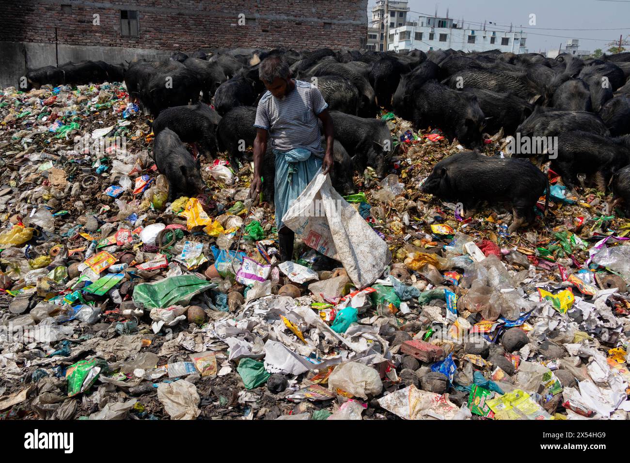 Narayanganj, Dhaka, Bangladesch. Mai 2024. Die Haltung von Schweinen in einer Müllhalde in Narayanganj, Bangladesch, wo sie hauptsächlich mit Schmutz aus Müllhalden verfüttert werden, ist eine besorgniserregende und unhygienische Methode der Schweinehaltung. Um den Futterverbrauch zu reduzieren, werden Schweine hauptsächlich in Müllhalden mit Schmutz gefüttert. Diese Schweine werden in der Regel gehalten, um die Nachfrage nach Fleisch zu decken. Die Fütterung von Schweinen mit solchen Stoffen kann verschiedene Risiken für die Tiere und die Verbraucher bergen. Schweine sind Allesfresser, und ihre Ernährung beeinflusst die Qualität des erzeugten Fleisches erheblich. Quelle: ZUMA Press, Inc./Alamy Live News Stockfoto