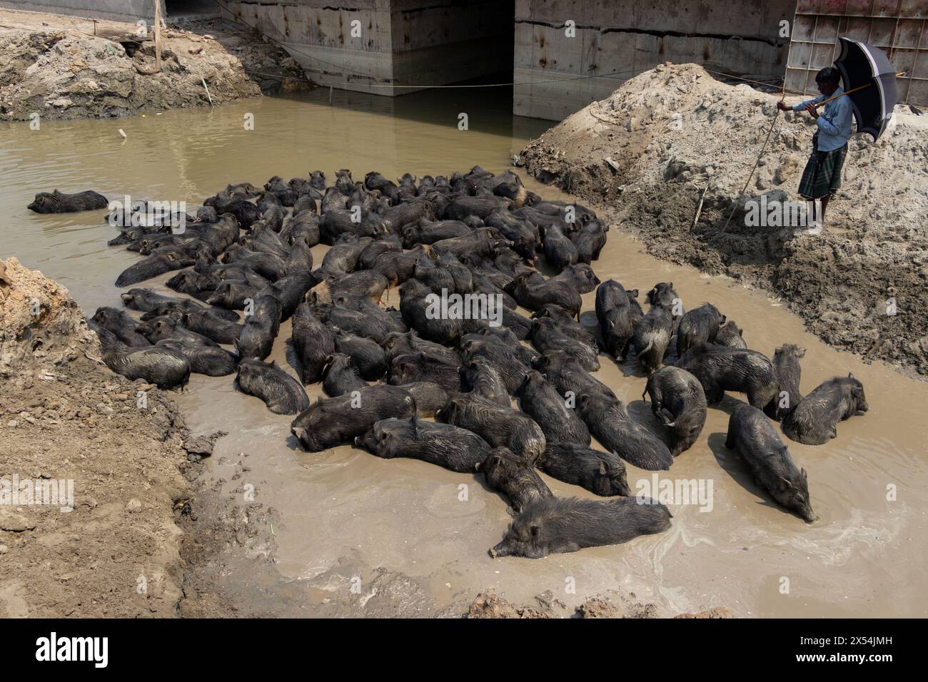 Narayanganj, Dhaka, Bangladesch. Mai 2024. Die Haltung von Schweinen in einer Müllhalde in Narayanganj, Bangladesch, wo sie hauptsächlich mit Schmutz aus Müllhalden verfüttert werden, ist eine besorgniserregende und unhygienische Methode der Schweinehaltung. Um den Futterverbrauch zu reduzieren, werden Schweine hauptsächlich in Müllhalden mit Schmutz gefüttert. Diese Schweine werden in der Regel gehalten, um die Nachfrage nach Fleisch zu decken. Die Fütterung von Schweinen mit solchen Stoffen kann verschiedene Risiken für die Tiere und die Verbraucher bergen. Schweine sind Allesfresser, und ihre Ernährung beeinflusst die Qualität des erzeugten Fleisches erheblich. Quelle: ZUMA Press, Inc./Alamy Live News Stockfoto