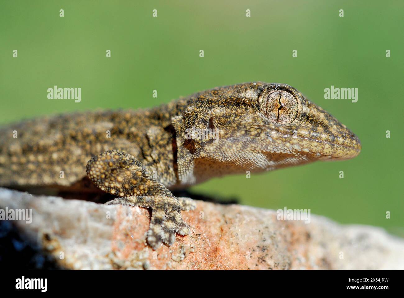Gecko (Tarentola mauritanica) in der Nähe von El Vellon, Madrid, Spanien Stockfoto