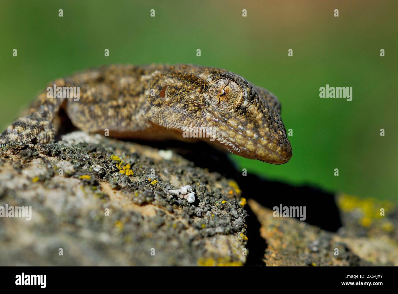 Gecko (Tarentola mauritanica) in der Nähe von El Vellon, Madrid, Spanien Stockfoto