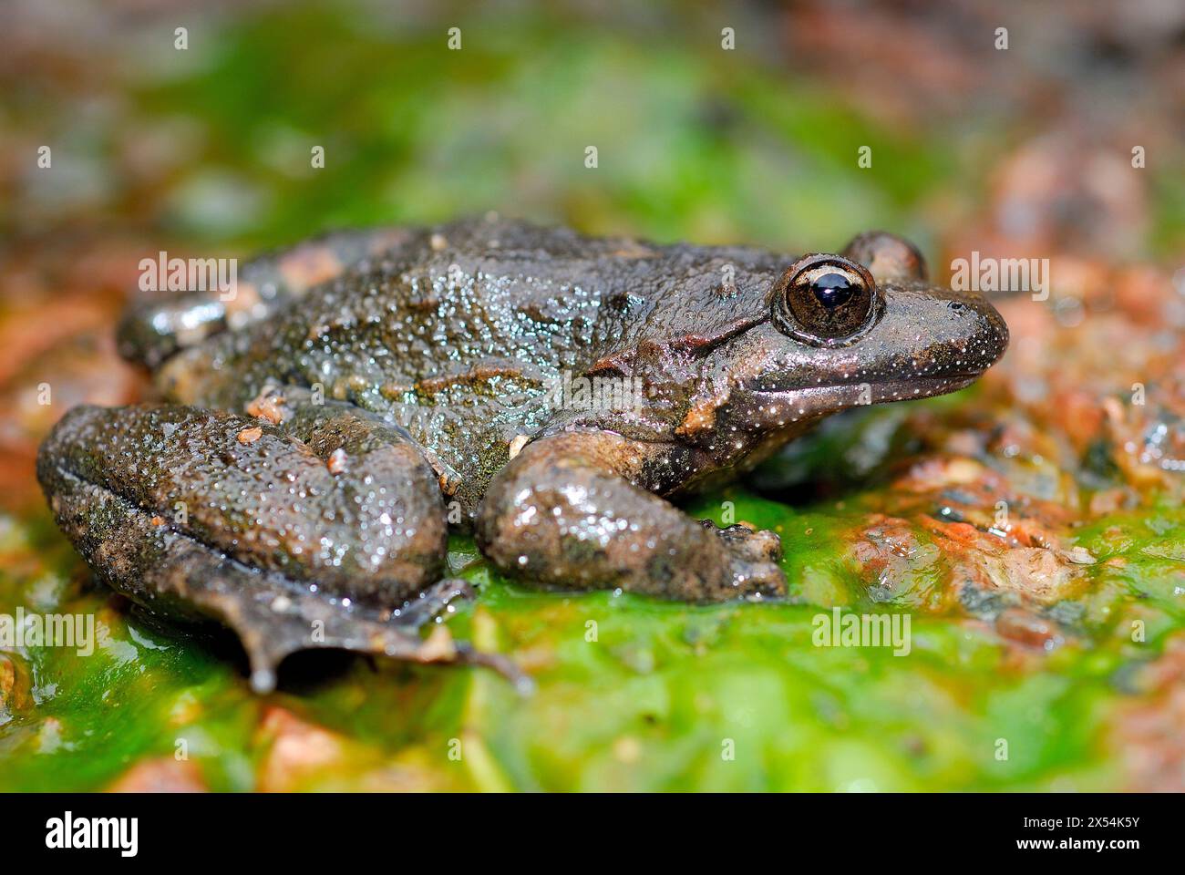 Tyrrhenisch gemalter Frosch (Discoglossus sardus) in einem Bach der Sette Fratelli Berge, Sardinien Süd, Italien Stockfoto