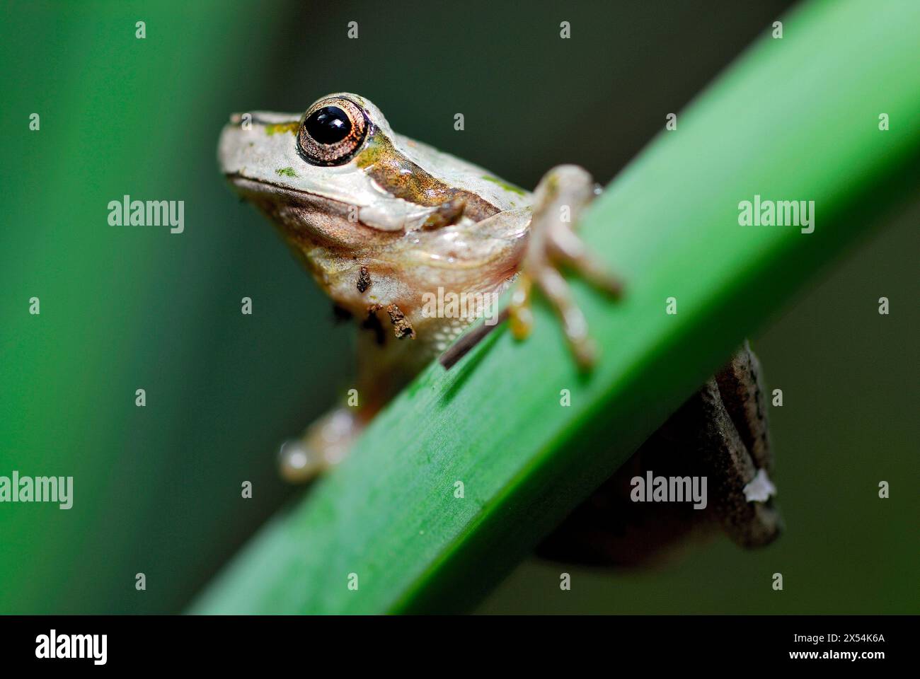 Sardischer Baumbestand (Hyla sarda) in den Bergen von Sette Fratelli, Sardinien, Italien Stockfoto