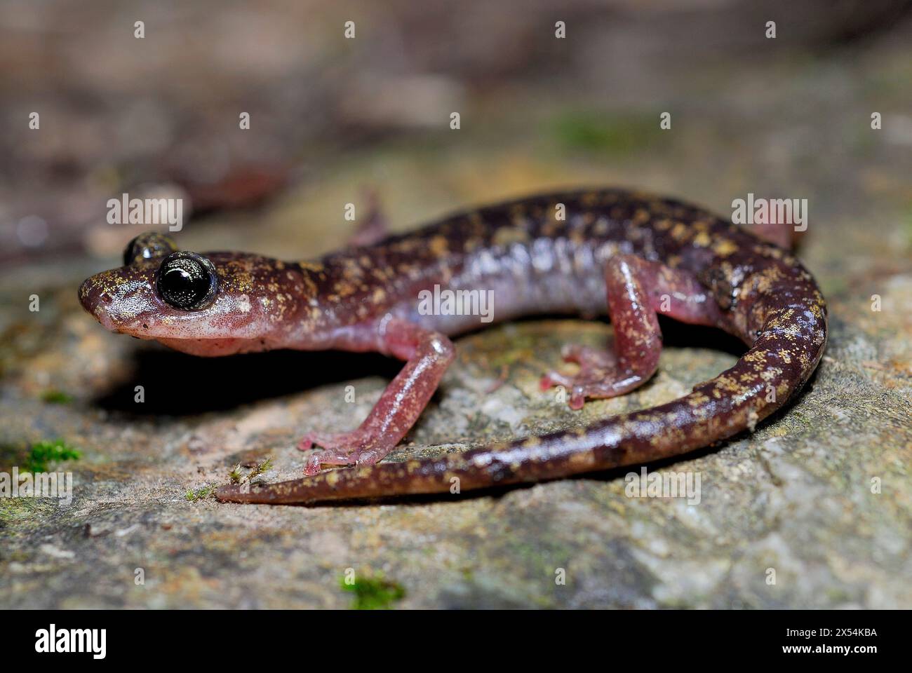 Geotriton von Gennargentu (Speleomantes imperialis) in Alinos Brook, Aritzo, Nuoro, Sardinien, Italien Stockfoto