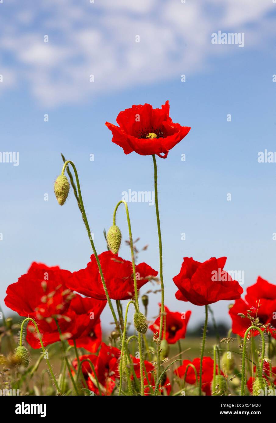 Mohnblumen Stockfoto