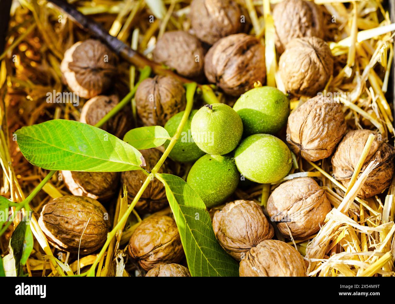 Walnuss (Juglans regia), unreife und reife Walnüsse auf Stroh Stockfoto