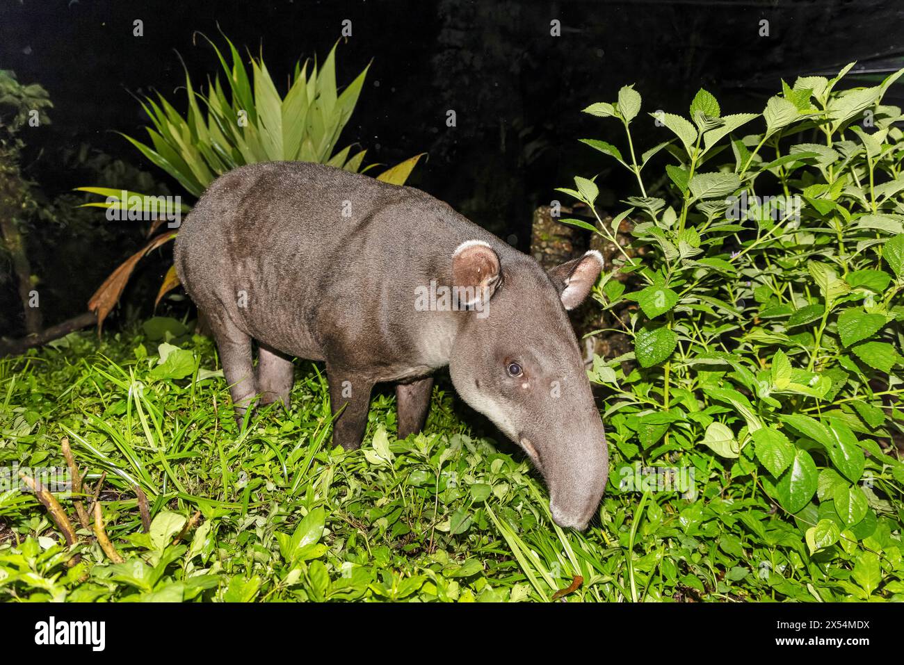 Baird's Tapir, zentralamerikanischer Tapir (Tapirus bairdii), Essen am Rand des Regenwaldes bei Nacht, Costa Rica, Guapiles Stockfoto