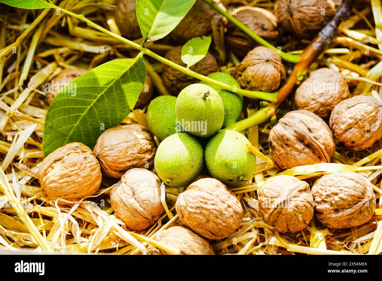 Walnuss (Juglans regia), unreife und reife Walnüsse auf Stroh Stockfoto