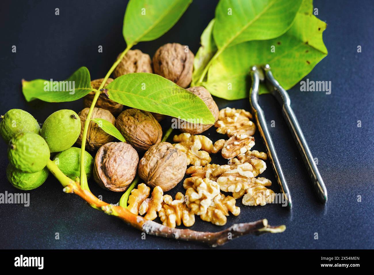 Walnuss (Juglans regia), unreife, reife und zerrissene Walnüsse mit Nussknacker Stockfoto
