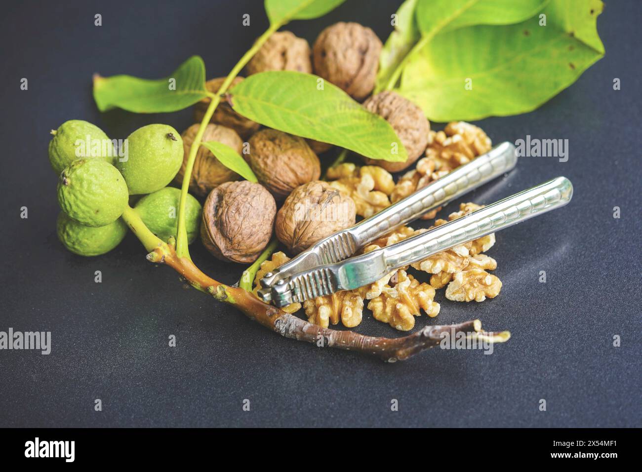 Walnuss (Juglans regia), unreife, reife und zerrissene Walnüsse mit Nussknacker Stockfoto