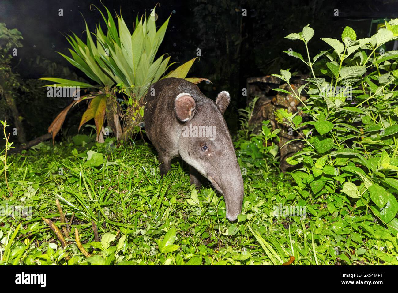 Bairds Tapir, zentralamerikanischer Tapir (Tapirus bairdii), Essen am Rand des Regenwaldes bei Nacht, Porträt, Costa Rica, Guapiles Stockfoto