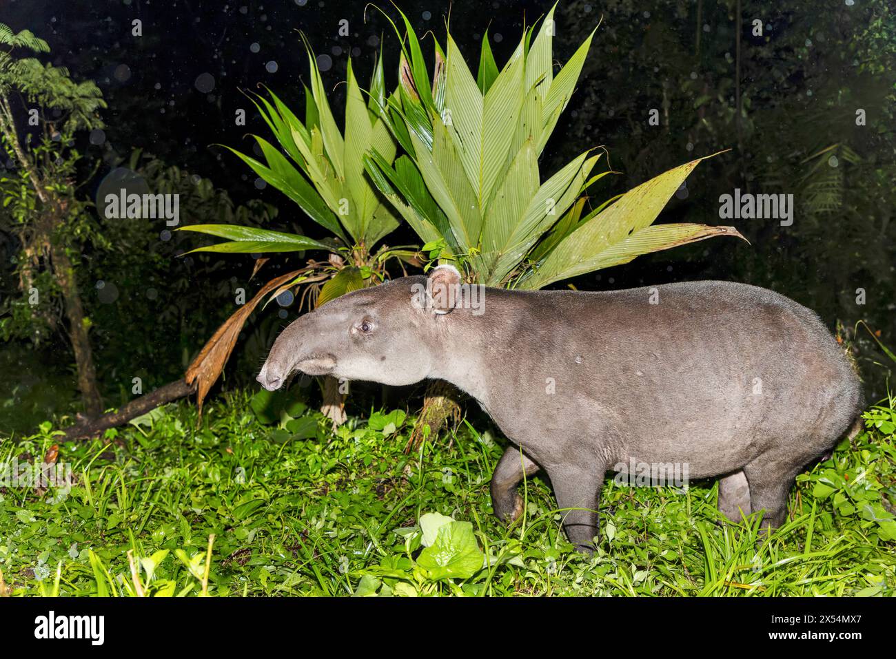 Bairds Tapir, zentralamerikanischer Tapir (Tapirus bairdii), nachts am Rand des Regenwaldes, Costa Rica, Guapiles Stockfoto