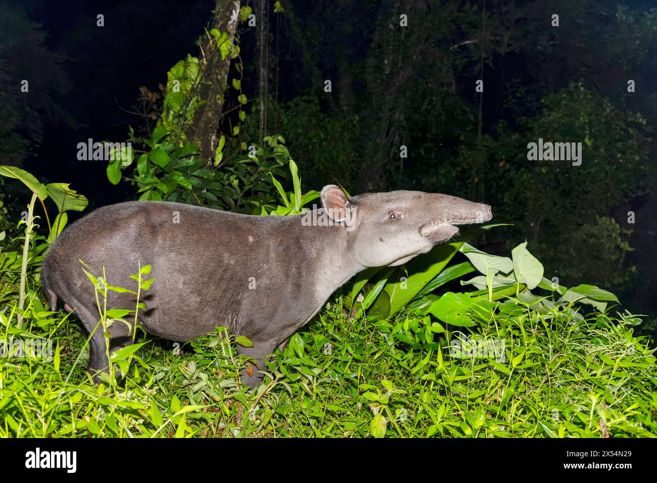 Bairds Tapir, mittelamerikanischer Tapir (Tapirus bairdii), steht nachts am Rand des Regenwaldes mit offener Mündung, Costa Rica, Guapiles Stockfoto