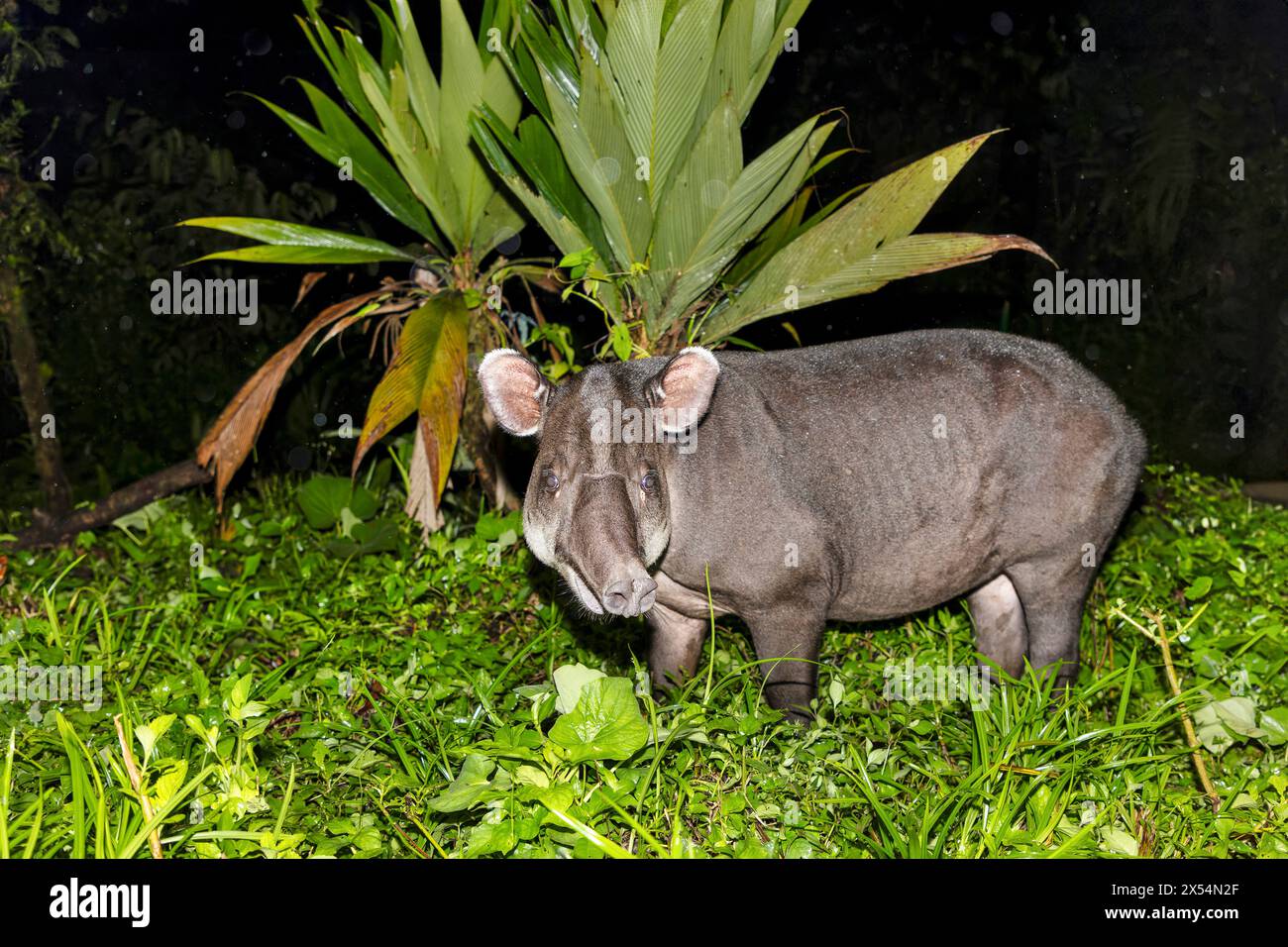 Bairds Tapir, mittelamerikanischer Tapir (Tapirus bairdii), steht nachts am Rande des Regenwaldes, Costa Rica, Guapiles Stockfoto