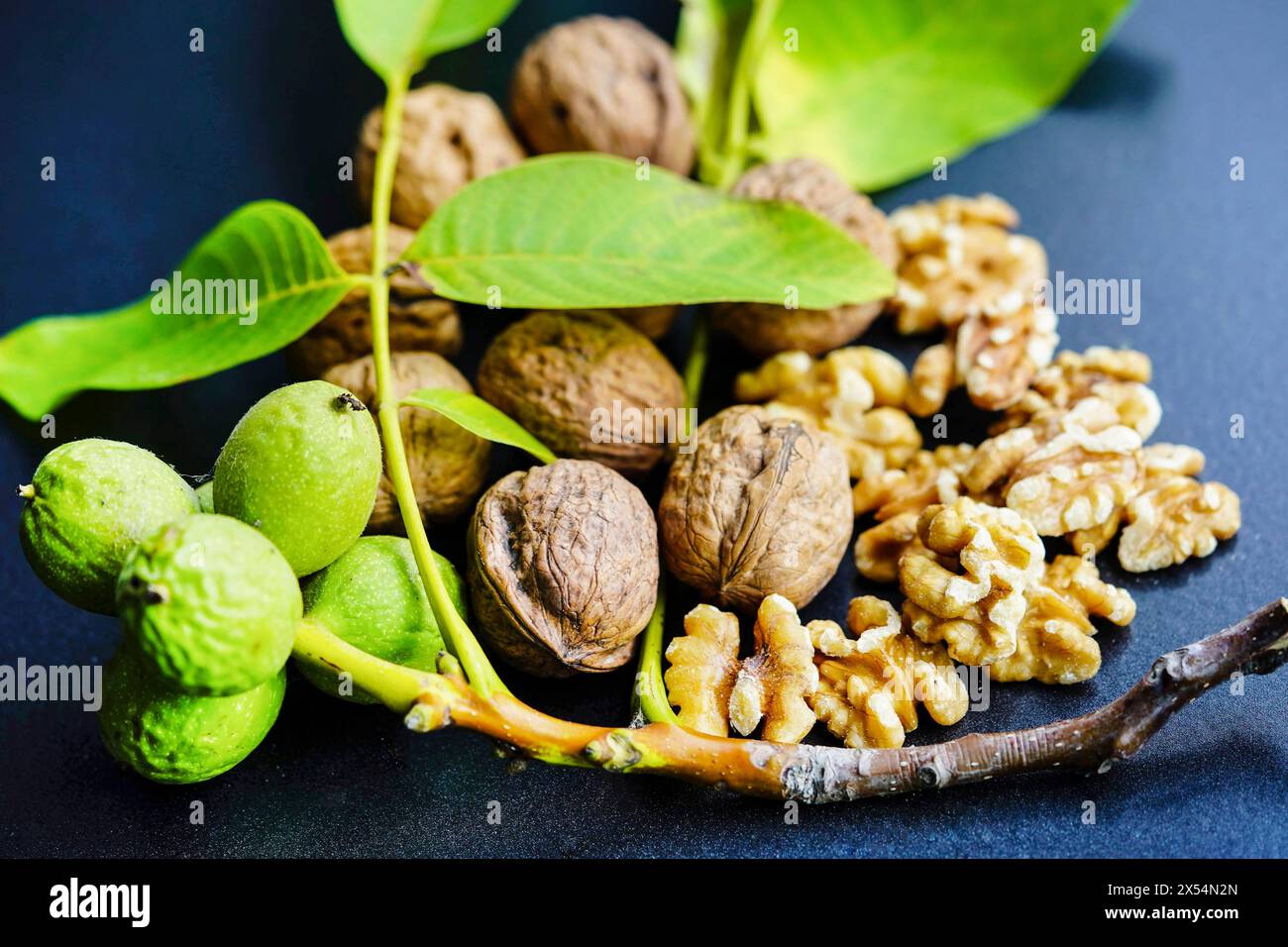 Walnuss (Juglans regia), unreife, reife und zerrissene Walnüsse Stockfoto