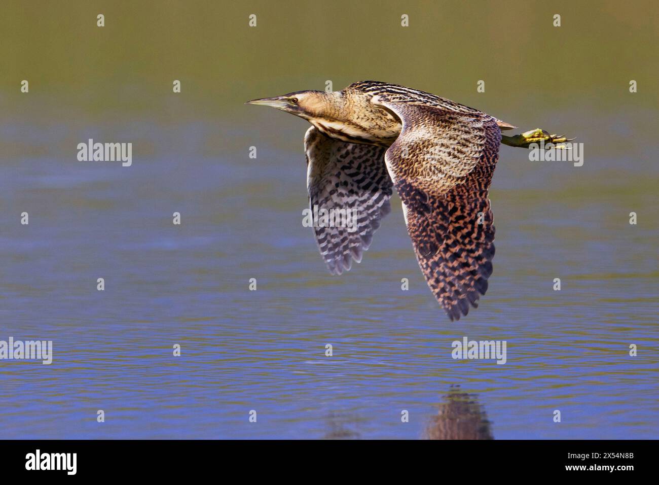 Eurasische Bitterkeit (Botaurus stellaris), im Flug über das Wasser, Seitenansicht, Italien, Toskana, Piana fiorentina; Stagno dei Cavalieri, Florenz Stockfoto