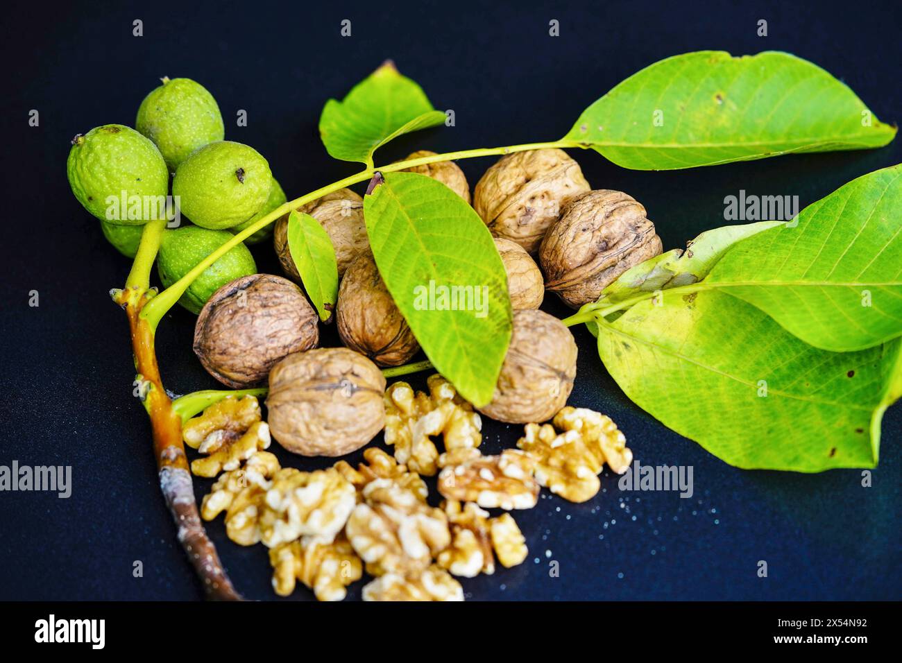 Walnuss (Juglans regia), unreife, reife und zerrissene Walnüsse Stockfoto