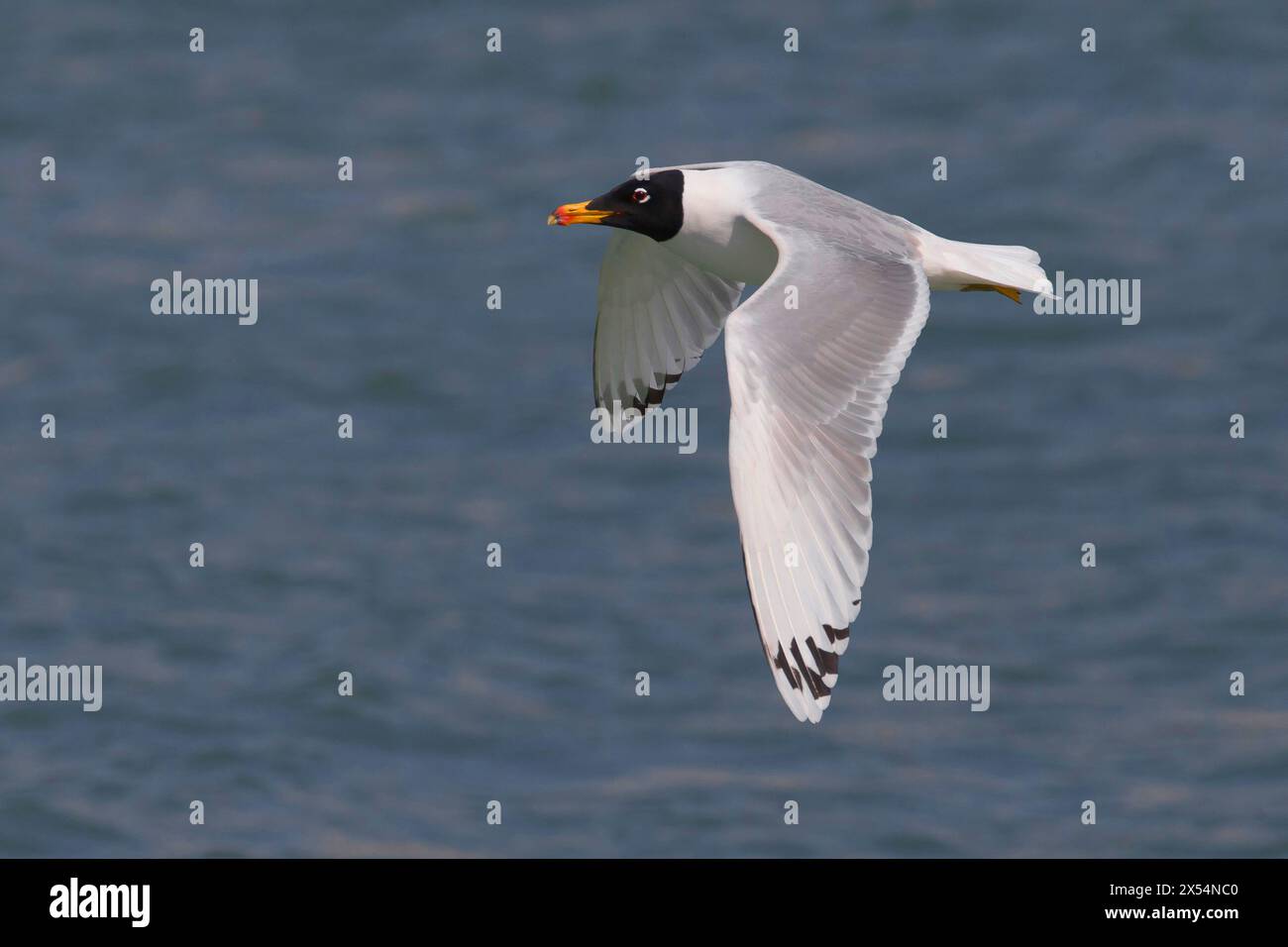 Große Schwarzkopfmöwe, Pallas-Möwe (Larus ichthyaetus, Ichthyaetus ichthyaetus), im Flug über das Meer, Seitenansicht, Kuwait Stockfoto