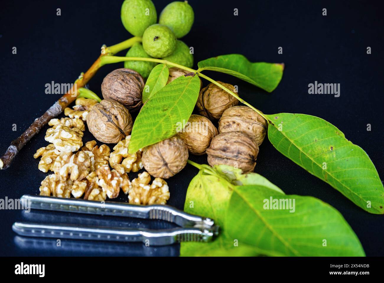 Walnuss (Juglans regia), unreife, reife und zerrissene Walnüsse mit Nussknacker Stockfoto