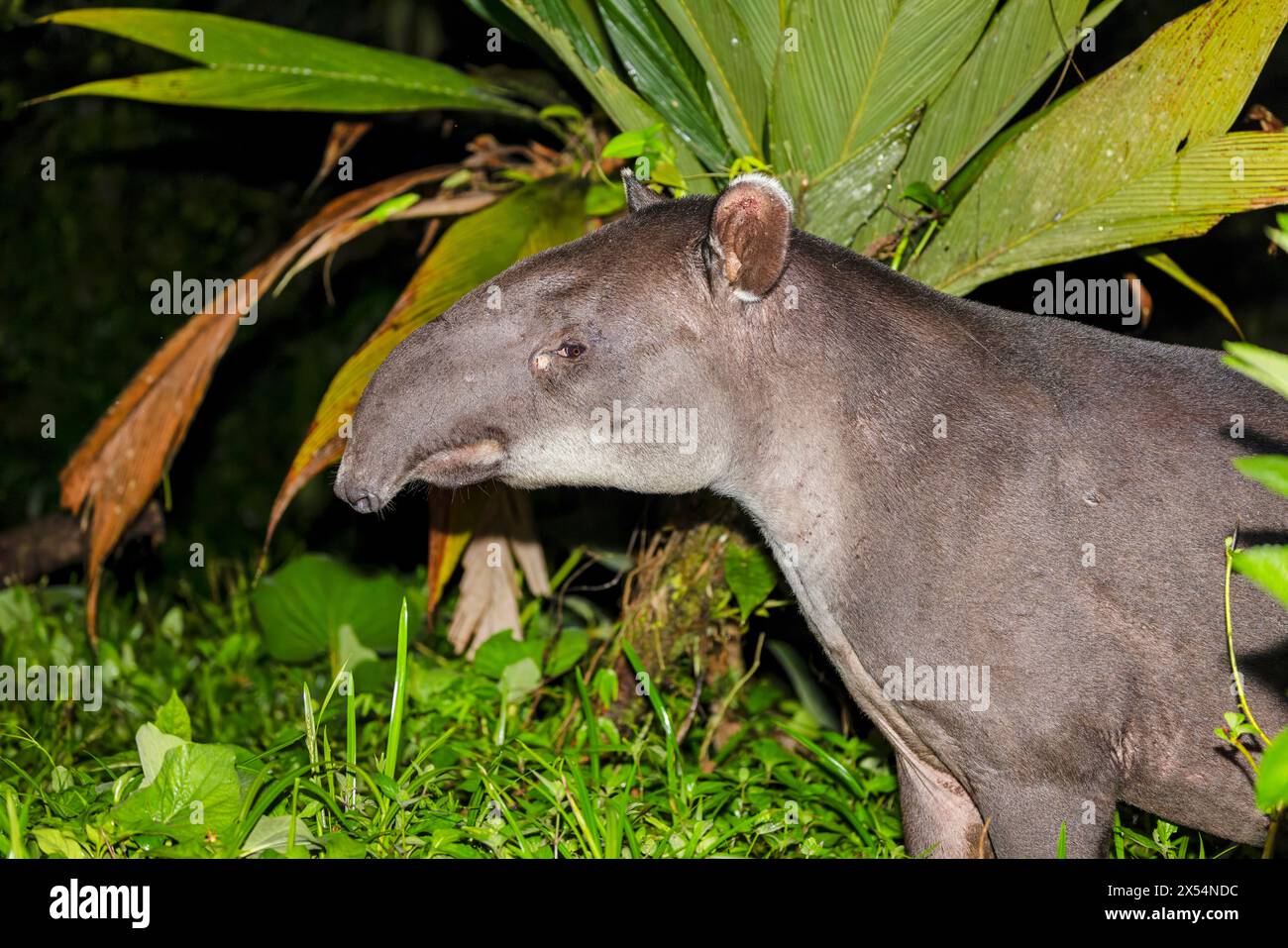 Bairds Tapir, mittelamerikanischer Tapir (Tapirus bairdii), steht nachts am Rande des Regenwaldes, Costa Rica, Guapiles Stockfoto