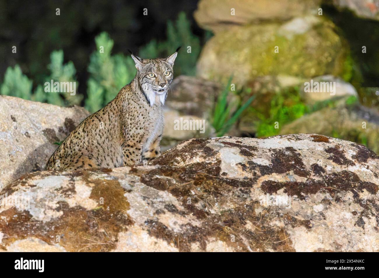 Der iberische Luchs (Lynx pardinus) liegt auf einem Felsen in der Dunkelheit, Spanien, Andalusien, Sierra de Andujar Nationalpark Stockfoto