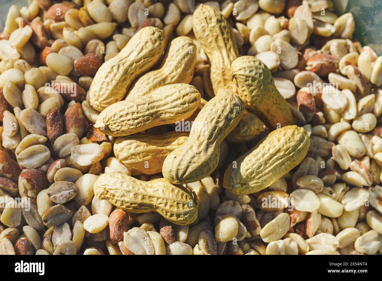 Erdnuss, Erdnuss (Arachis hypogaea), Erdnüsse, geschält, gerissen und gesalzen Stockfoto